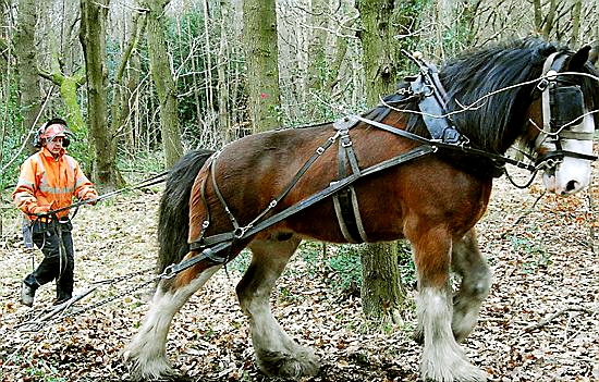 His name’s a clue: Big Lad the giant Clydesdale comes to Dovestone on Friday His name’s a clue: Big Lad the giant Clydesdale comes to Dovestone on Friday