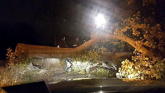 CHOPPED down . . . the tree on Rowan Tree Road CHOPPED down . . . the tree on Rowan Tree Road