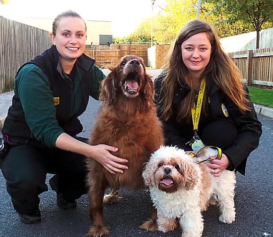 Dogs Trust Manchester seeks new home for two inseparable dogs
Totally devoted to you! Doggie duo Rosie (left) and Beth are getting lots of TLC at the centre but they’re hoping they find their new forever home soon. They are pictured with Canine Carer Jen Lewis (left) and Supporter Relations Officer, Lucy Marsh. Dogs Trust Manchester seeks new home for two inseparable dogs
Totally devoted to you! Doggie duo Rosie (left) and Beth are getting lots of TLC at the centre but they’re hoping they find their new forever home soon. They are pictured with Canine Carer Jen Lewis (left) and Supporter Relations Officer, Lucy Marsh.