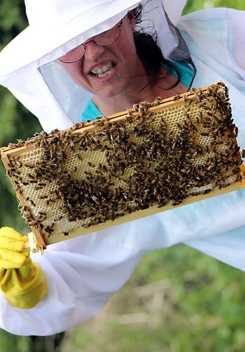 HIVE of activity . . . Diane Drinkwater, Cartmel Crescent Allotment Apiary