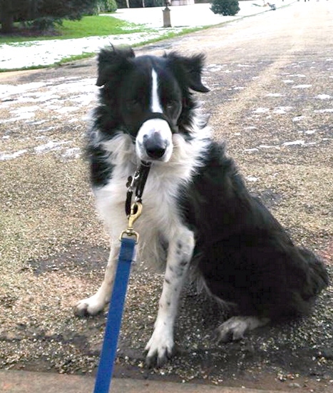 Fergus: one of many dogs who need a home Fergus: one of many dogs who need a home