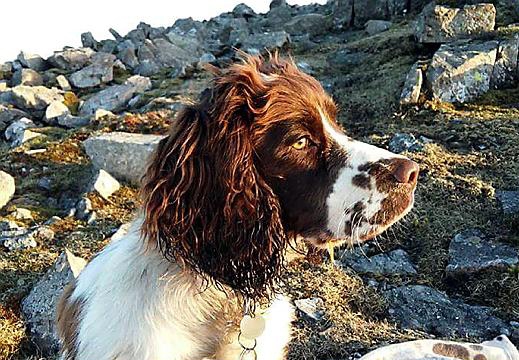 Hamish: trapped in a culvert