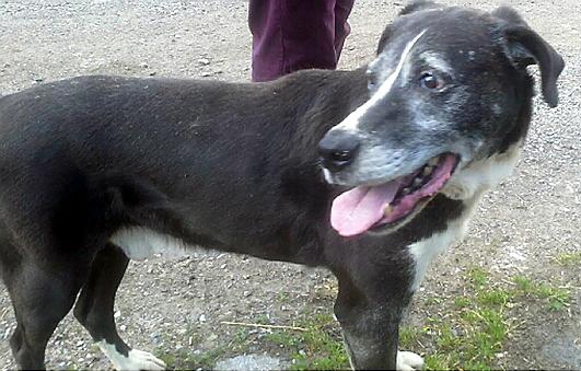 Max - Animal Rescue Oldham Dog
Max - Animal Rescue Oldham Dog