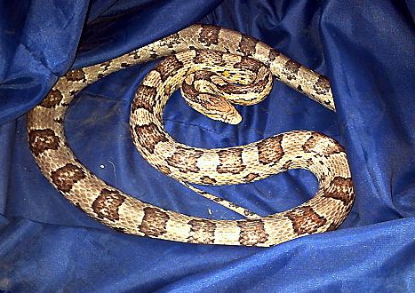 SLITHERING through Oldham . . . this snake was found in Roundthorn Road SLITHERING through Oldham . . . this snake was found in Roundthorn Road