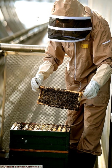 HIVE of activity . . . beekeeper Jonathan Downs attends to the bees.