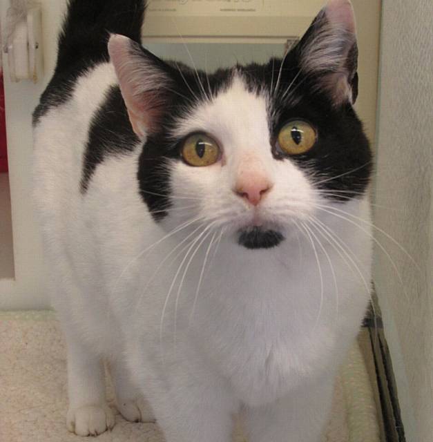 APRIL has been with the RSPCA since May
