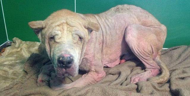 Kenny - severely neglected dog found by Pennine Pen Animal Rescue