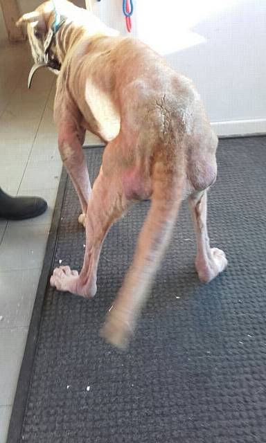 Kenny - severely neglected dog found by Pennine Pen Animal Rescue