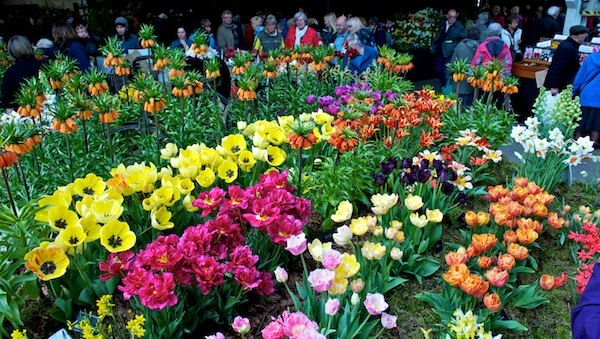 Harrogate Spring Flower Show