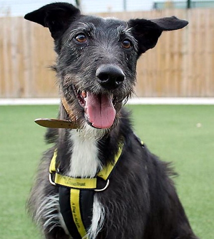 ADORABLE: lurcher Jenas