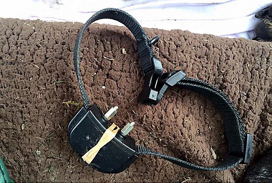 THE shock collar