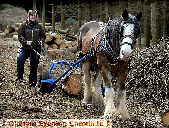 WONDERFUL workhorse . . . Big Lad with Ethel Worthington