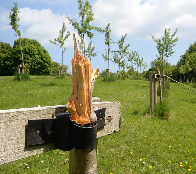 RUINED . . . the community orchard at Grotton Linear Park 