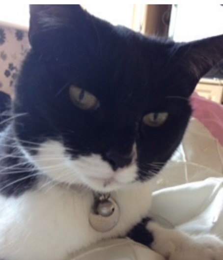 SHOT . . . Jinksey, described by the family as a friendly and loving pet SHOT . . . Jinksey, described by the family as a friendly and loving pet