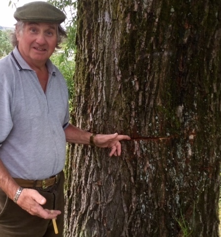 GILBERT Symes with the damaged trees