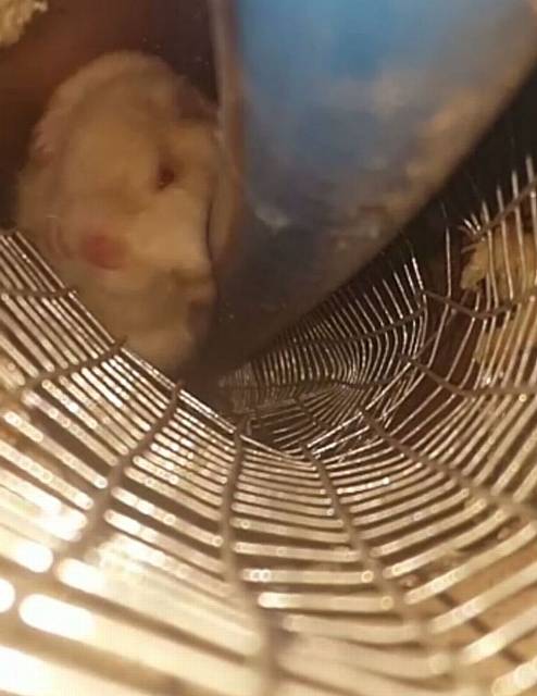 Almost home . . . after three days spent at the bottom of a dark drain pipe Fang finds his way back to his owners
