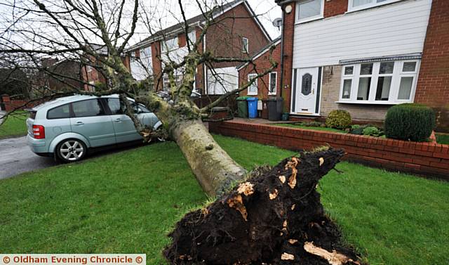 FALLEN tree . . . in Middleton Road, Royton