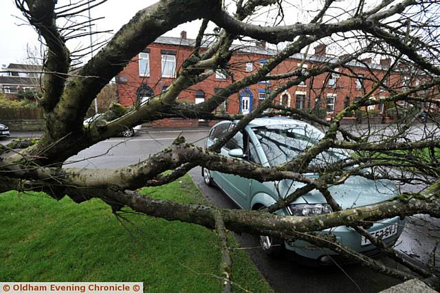 FALLEN tree . . . in Middleton Road, Royton