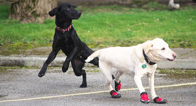 IN training . . . new recruit Eric (left) with outgoing fire dog Cracker