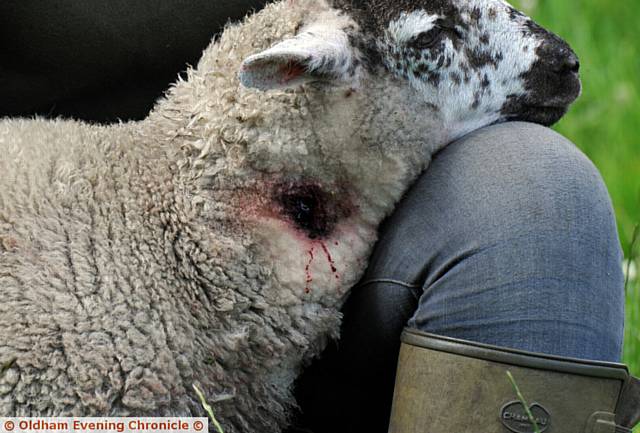 LUCKY the lamb has survived being shot in the neck while on the Crowther farm in Greenfield