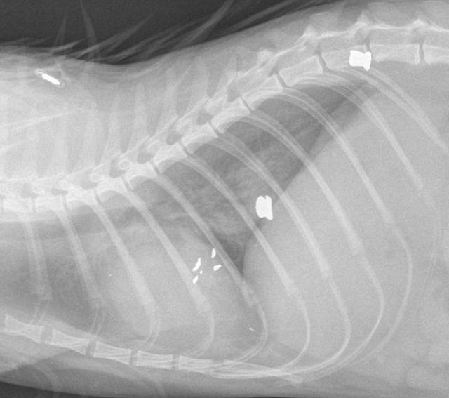 X rays showing Cheryl William's cat Cocos injuries after it suffered a broken leg and was shot by a pellet gun. X rays show pellets still inside cat.
