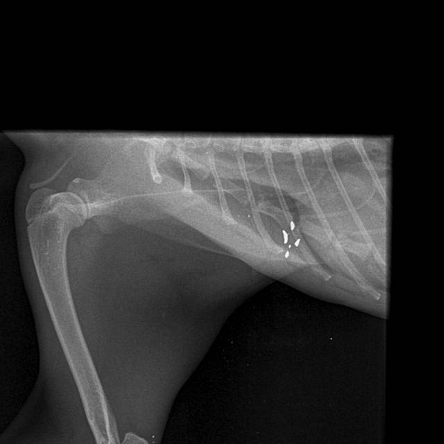 X rays showing Cheryl William's cat Cocos injuries after it suffered a broken leg and was shot by a pellet gun. X rays show pellets still inside cat.
