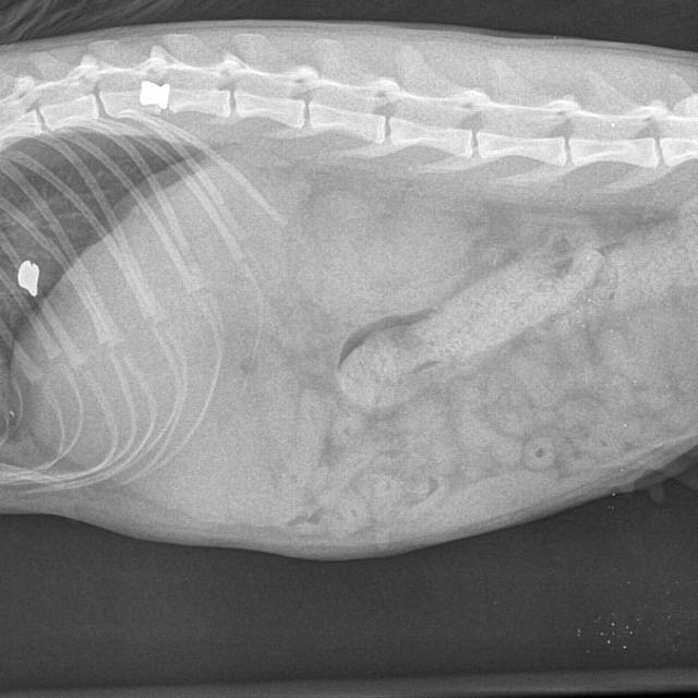 X rays showing Cheryl William's cat Cocos injuries after it suffered a broken leg and was shot by a pellet gun. X rays show pellets still inside cat.
