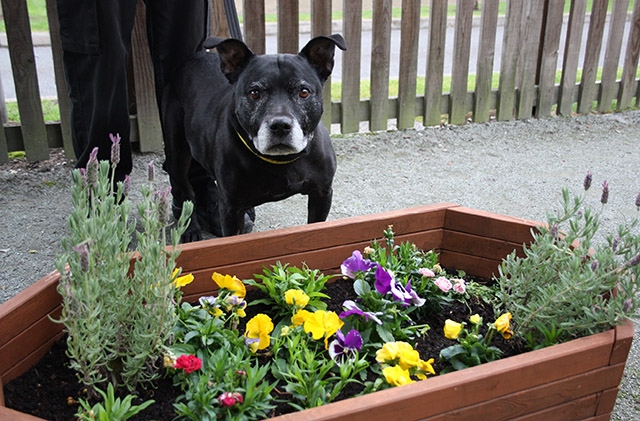 12-year-old Staffordshire Bull Terrier, Dodger