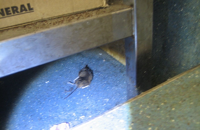 Environmental Health officers discovered a dead mouse during a routine food hygiene inspection at Clough Manor.

Pictures courtesy of Oldham Council