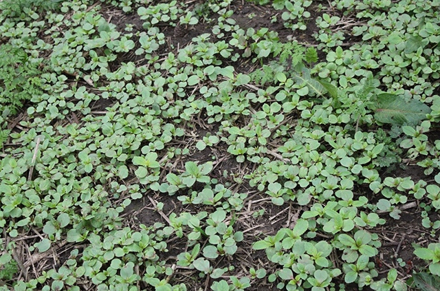 Balsam in its early stages