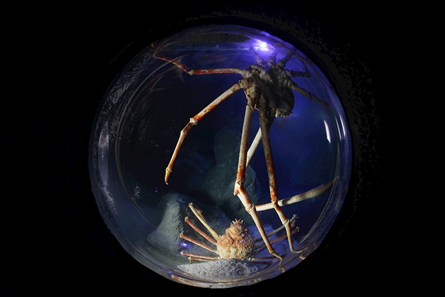 Sea Life Manchester's Giant Japanese Spider Crabs Sea Life Manchester's Giant Japanese Spider Crabs