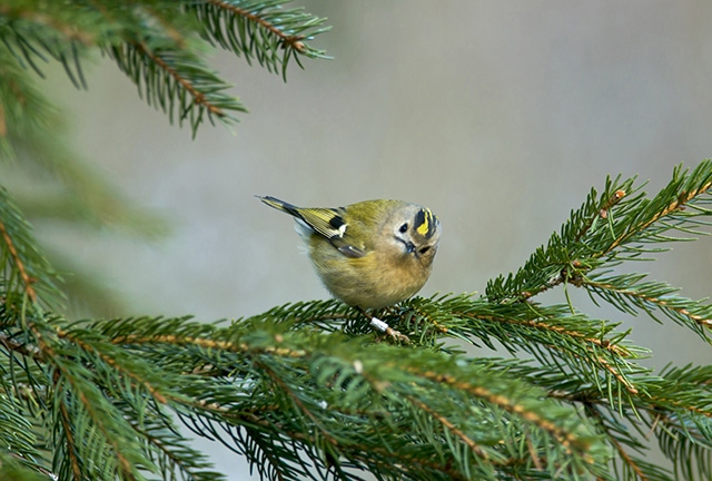 Walkers may spot a beautiful Goldcrest.

Picture by John Bridges