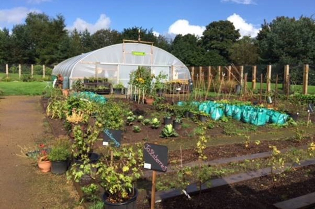 Vegetables flourish in the Waterhead Park growing hub