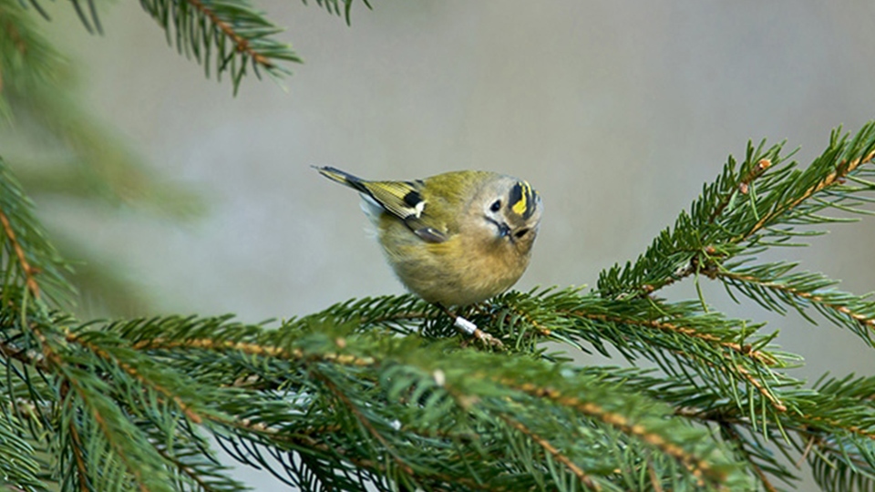 Getting into nature has been shown to help mental health