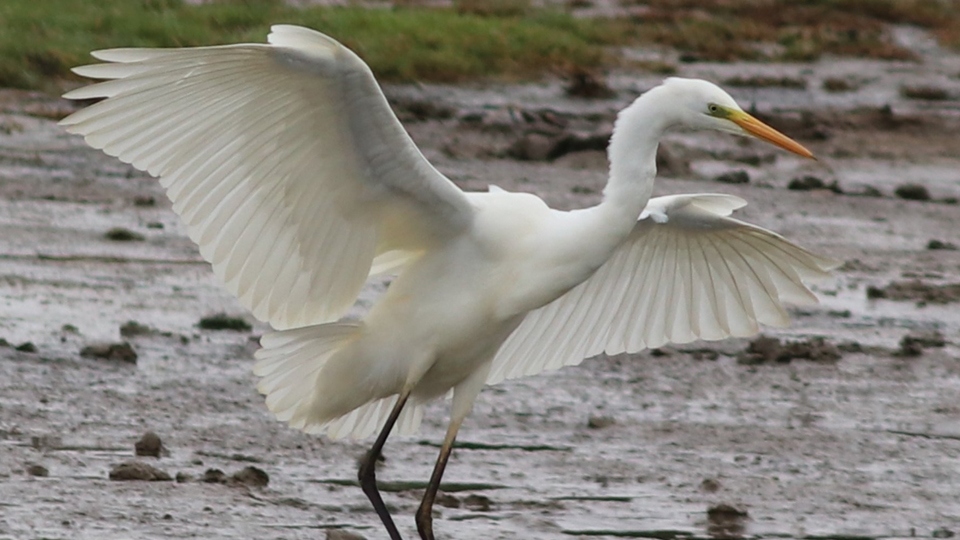 Great Egret