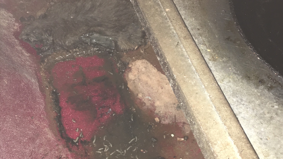 A decomposing rat was found on the kitchen floor A decomposing rat was found on the kitchen floor