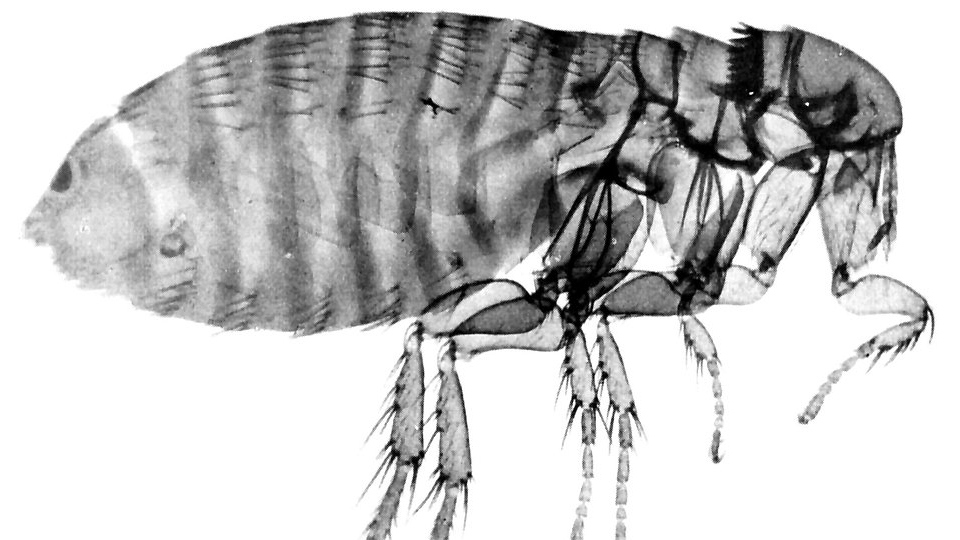 Fleas are set to multiply Fleas are set to multiply