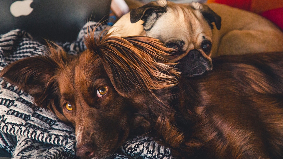 New Year's Eve celebrations can be a traumatising time for your dog New Year's Eve celebrations can be a traumatising time for your dog