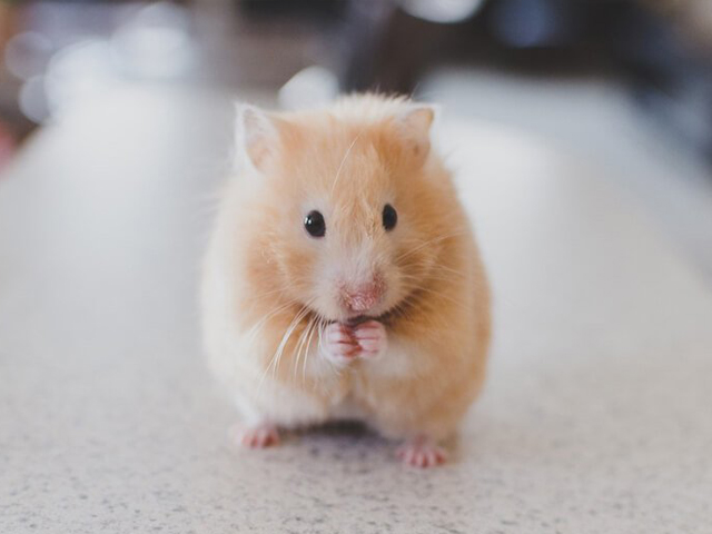 Hamster