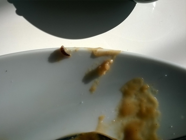 A maggot was found inside the Holland's Pie