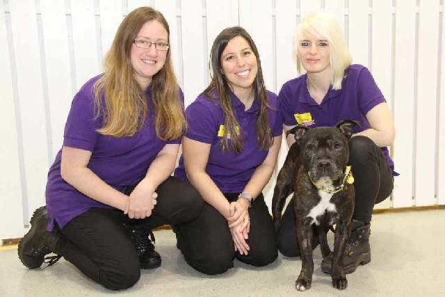 Dogs Trust Dogs Trust