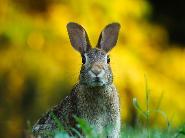 Rabbit Awareness Week (1st-9th June) Rabbit Awareness Week (1st-9th June)