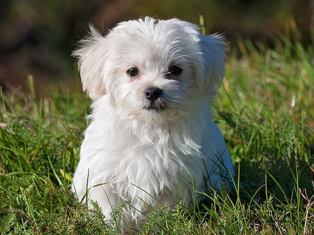 National Pet Month National Pet Month