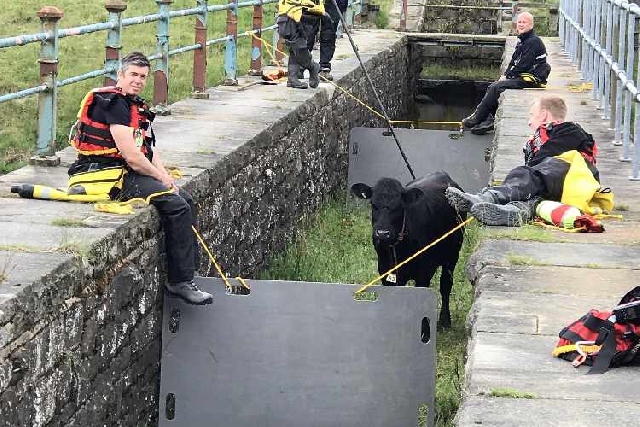 Cow rescue 2