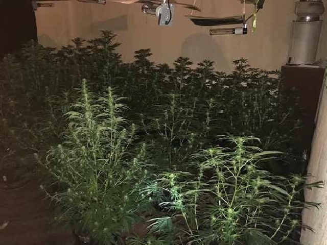Cannabis Farm 2