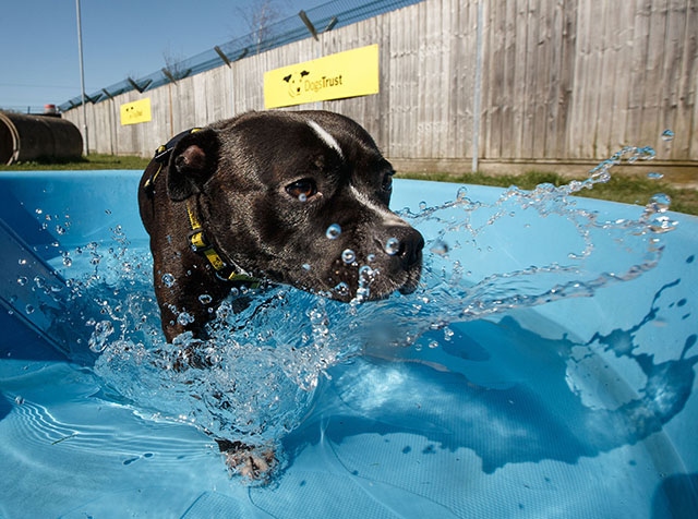 This looks like fun for your dog today, not being left in a stifling hot car This looks like fun for your dog today, not being left in a stifling hot car
