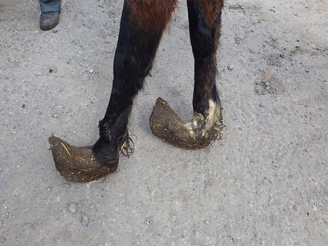 10 horses were found lame 10 horses were found lame