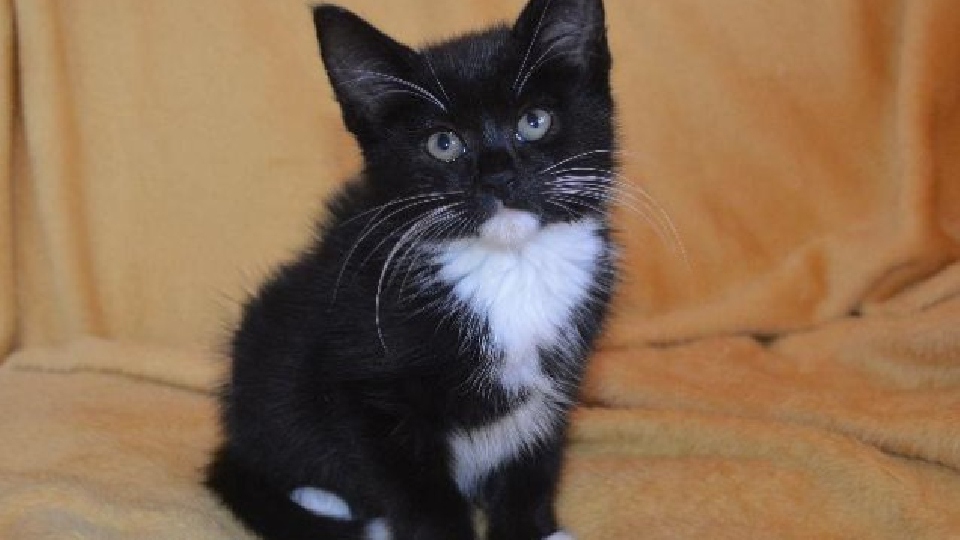Eleven week old kitten Danny was born in the care of RSPCA Manchester and Salford Branch this summer