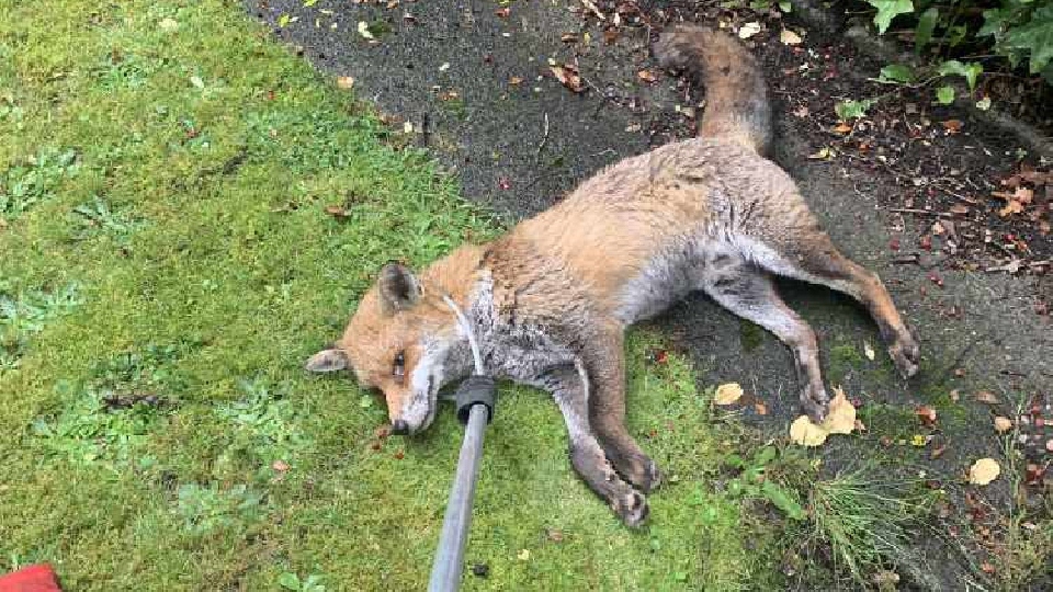 The fox was discovered collapsed and shaking in School Grove in Manchester by a resident who alerted the RSPCA