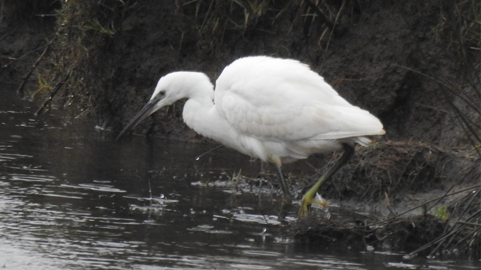 Move over Chaddy the owl - there's a new bird in Oldham